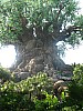 Animal Kingdom 012.jpg