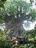 Animal Kingdom 019.jpg