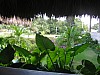 Dominican Republic 662.jpg Dominican Republic 662.jpg